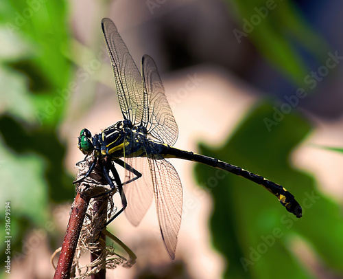 Frederick. Md. 3-21-2012.Dragon Fly.Dragonhunter.Hagenius brevistylus.Credit: Mark Reinstein photo