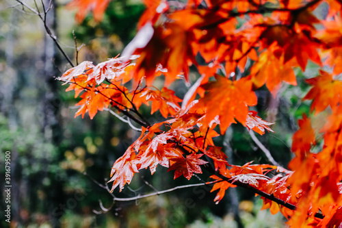 Maple leafs in autumn season. 