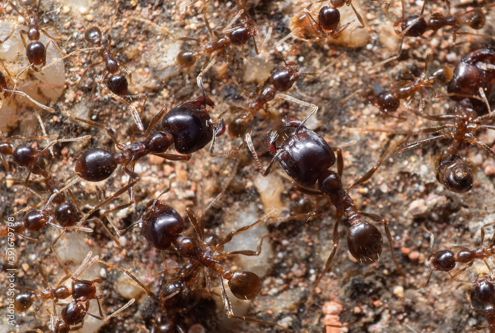 Macro Photo of Group of Soldier Big Headed Ant with Worker Ants on The Ground Macro Photo of Group of Soldier Big Headed Ant with Worker Ants on The Ground