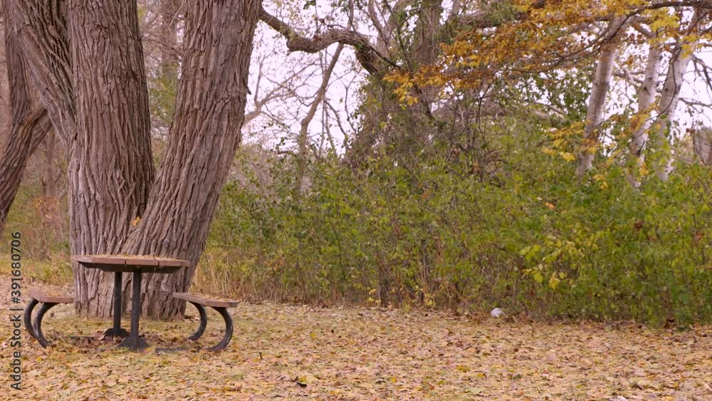 Empty picnic table in the forest. Wooden table in colorful fall forest in Eau Claire, Wisconsin Empty picnic table in the forest. Wooden table in colorful fall forest in Eau Claire, Wisconsin