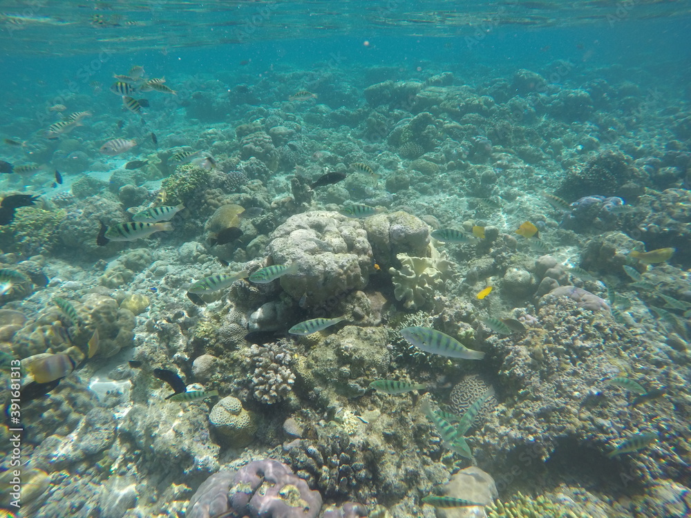 Obraz premium coral reef and diver