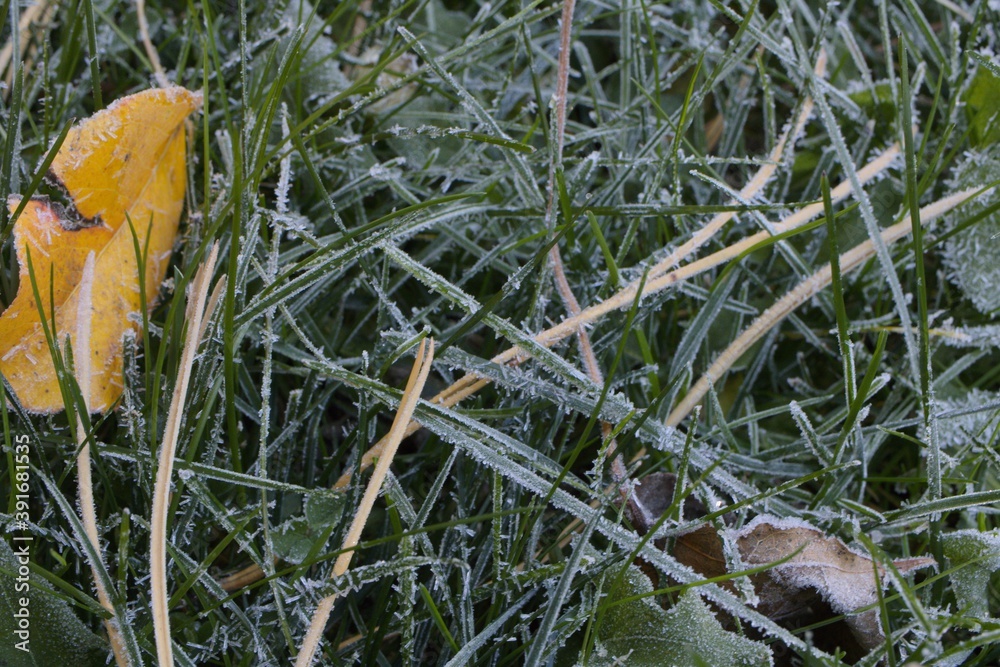 Fototapeta premium frost on grass