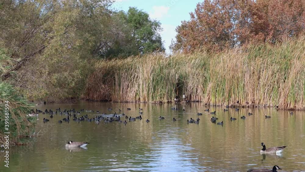 Many Canada Goose swimming in the Floyd Lamb Park Many Canada Goose swimming in the Floyd Lamb Park