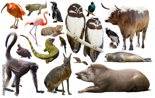 Set of various south american wild birds, animals, reptiles and insects isola...