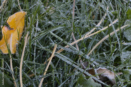 frost on grass