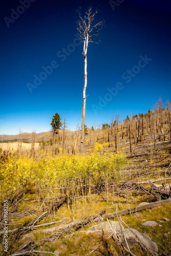 Valles Caldera National Preserve near Los Alamos in New Mexico, USA photo