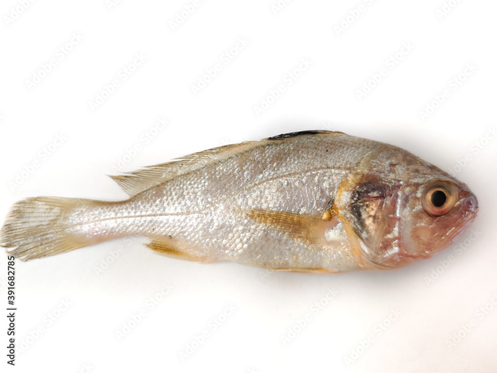 Fresh Silver Croaker/kora/Bhola Isolated on white background. Fresh Silver Croaker/kora/Bhola Isolated on white background.