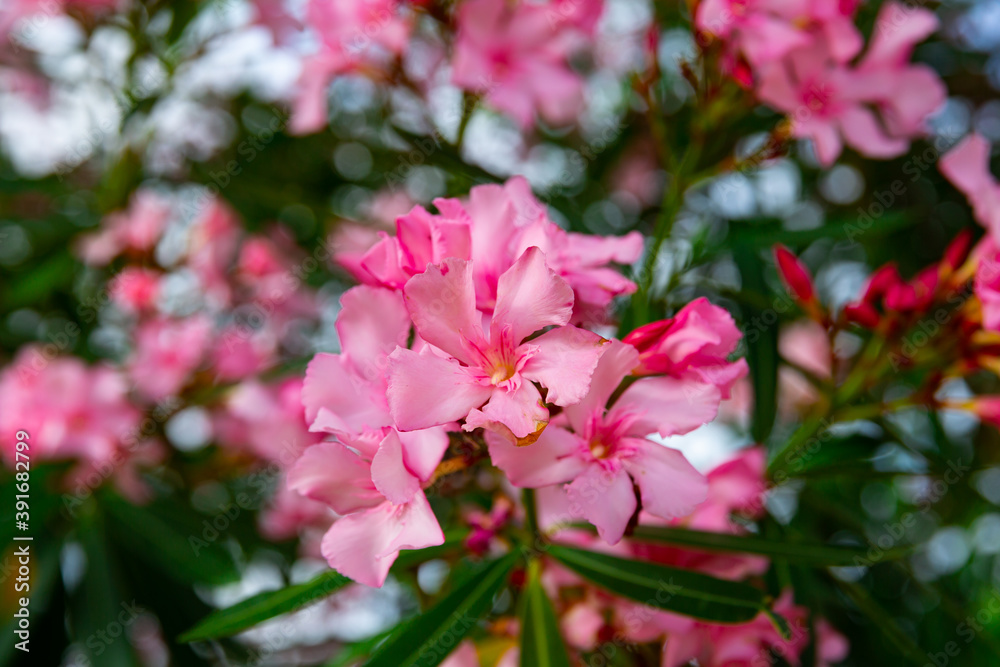 Close-up blossoming of oleander flowers in the spring, outdoor