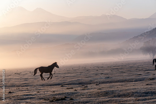 Horses grazing a misty morning in the sunrise in front of Erciyes mountain  in Kayseri city