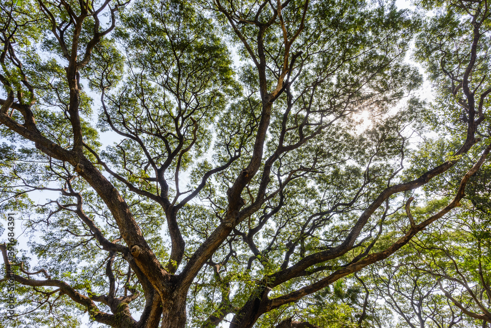A backlit shot of a big tree branch, each of which spread out into several smaller branches, looks like an abstract work of art. A backlit shot of a big tree branch, each of which spread out into several smaller branches, looks like an abstract work of art.