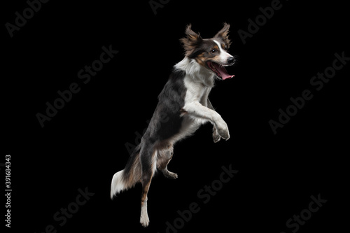 crazy Dog jumping over the disc. Pet in the studio on a black background. Active Border Collie