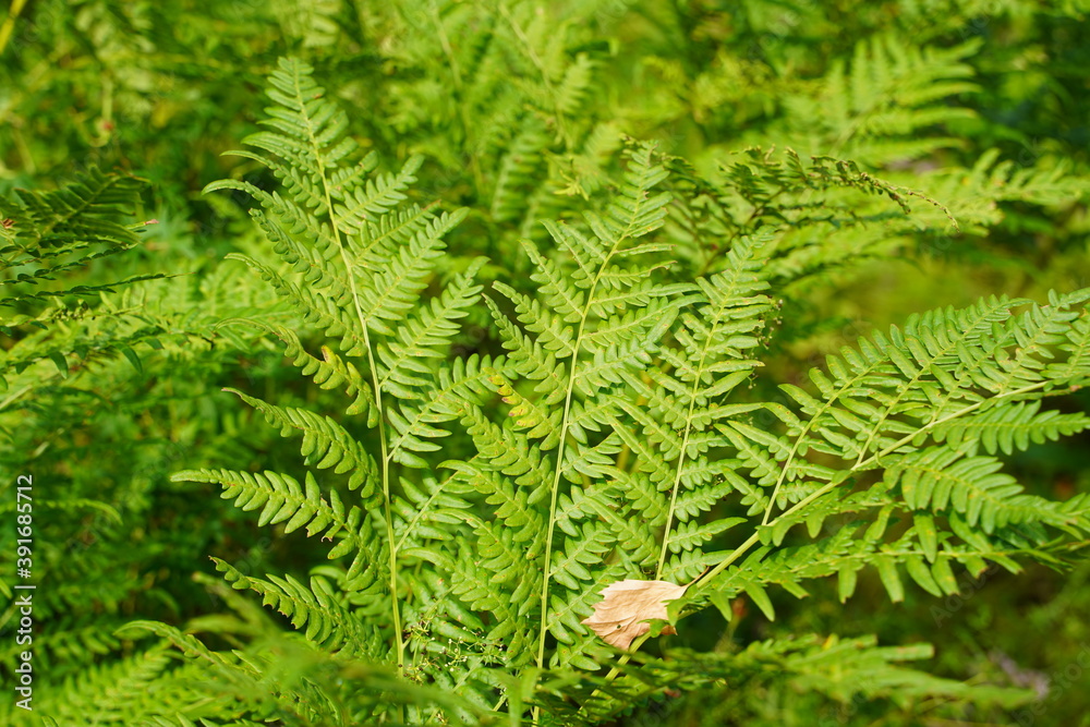 Exotic tropical ferns with shallow depth of field. Green fern leaves in blurred green natural background. Selective focus. Exotic tropical ferns with shallow depth of field. Green fern leaves in blurred green natural background. Selective focus.