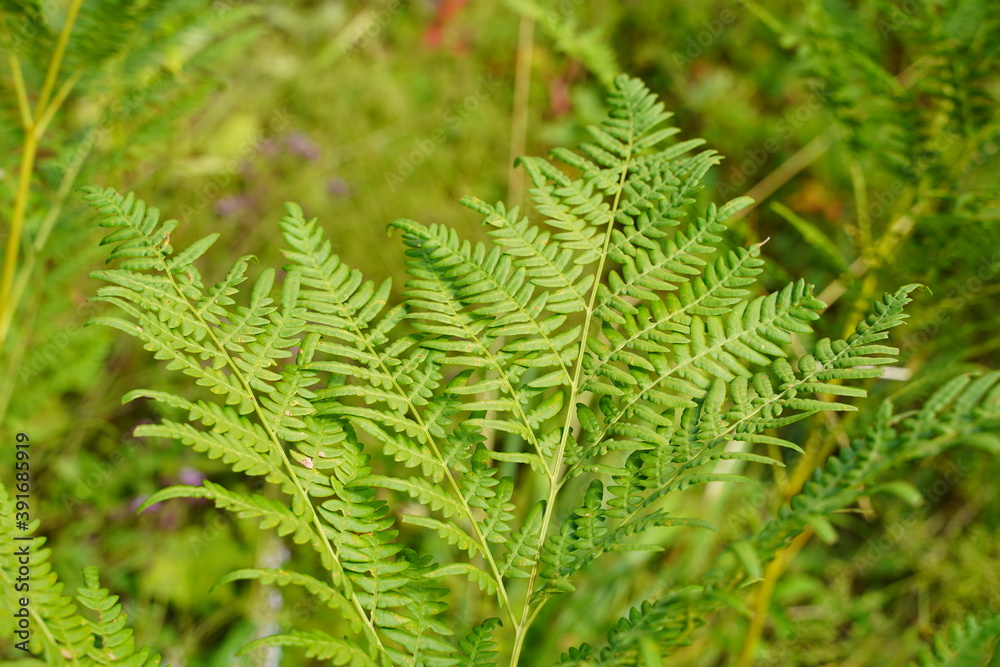 Exotic tropical ferns with shallow depth of field. Green fern leaves in blurred green natural background. Selective focus. Exotic tropical ferns with shallow depth of field. Green fern leaves in blurred green natural background. Selective focus.