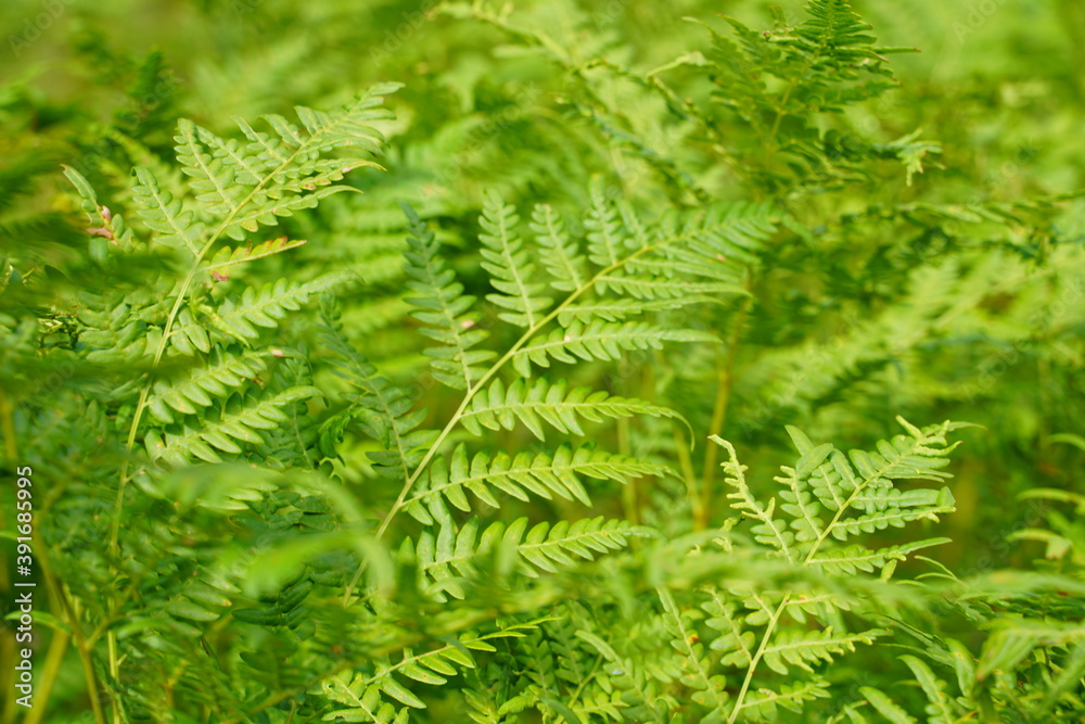 Dense fern thickets close-up. Beautiful nature background with many ferns. Scenic backdrop of rich greenery among trees. Full frame of chaotic wild ferns. Vivid green texture of lush fern leaves