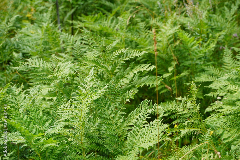 Go green. Green fern tree growing in summer. Fern with green leaves on natural background. Green is the color of spring and hope. Texture backdrop. Wild nature jungles forest