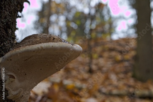 mushroom in the forest