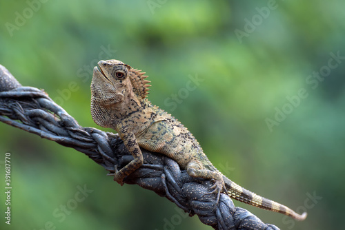 Forest dragon ( Gonocephalus chamaeleontinus ) in their habitat photo