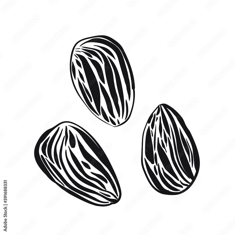 group of nuts almonds isolated vector group of nuts almonds isolated vector