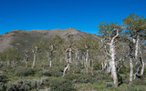 Summit Mountain Quaking Aspen (Populus tremuloides) Grove has gnarled trees with twisted trunks blown by the wind and snow just below the high point of the Monitor Range, Lander County, Nevada, USA