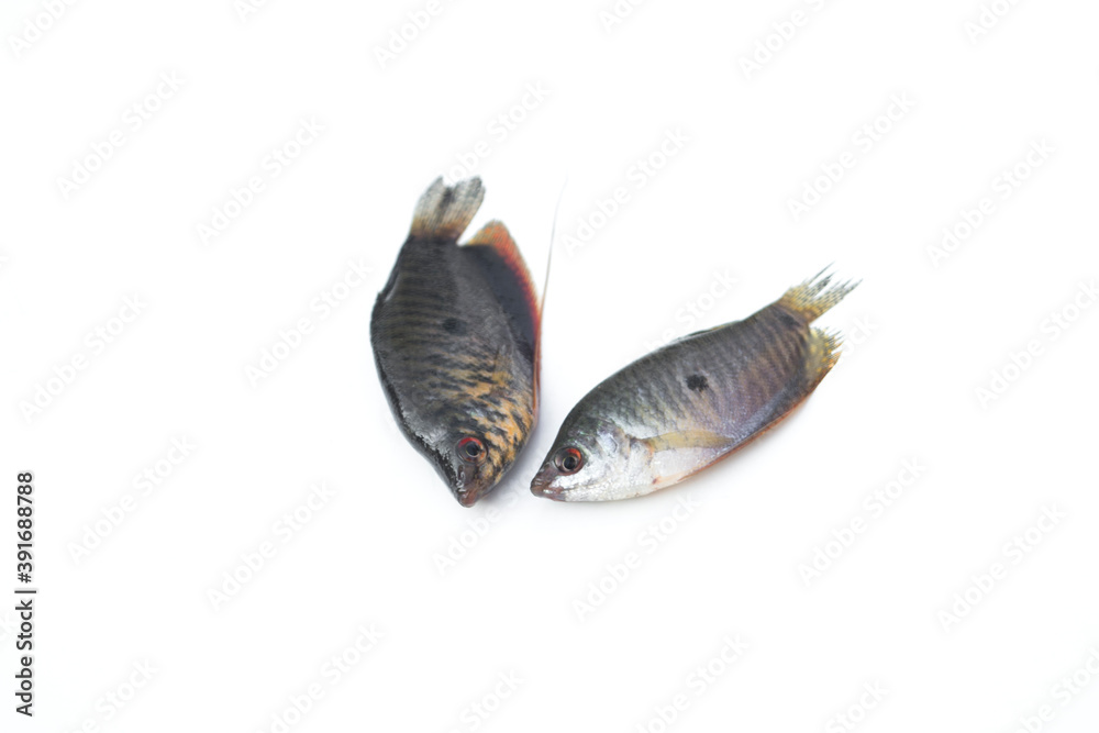 Trichopodus on white background.Gouramis, Gouramis Trichopodus on white background.Gouramis, Gouramis