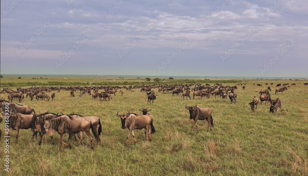 Great animal migration in Kenya. Many wildebeests graze on the green grass of the endless savannah. There are clouds in the sky. Masai Mara park. Great animal migration in Kenya. Many wildebeests graze on the green grass of the endless savannah. There are clouds in the sky. Masai Mara park.