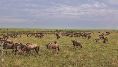 Great animal migration in Kenya. Many wildebeests graze on the green grass of the endless savannah. There are clouds in the sky. Masai Mara park. © Вера 