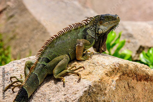 Green lizards iguana. Wildlife reptile in Florida. Iguana dragon close up.
