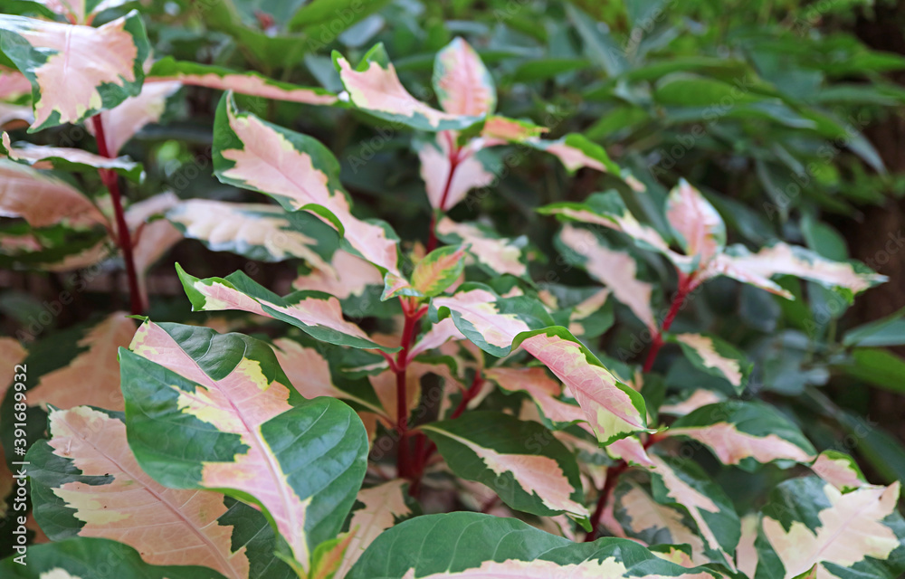 Beautiful Two-tone Color Leaves of the Caricature Plant or Graptophyllum Pictum