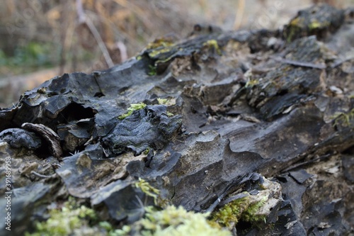 lichen on tree bark