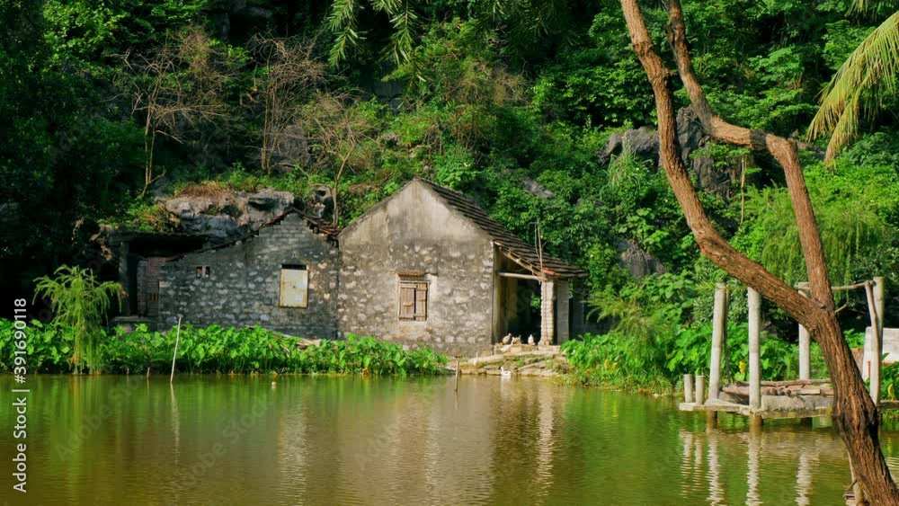 Geese swimming in lake and going on land near an old small stone house Geese swimming in lake and going on land near an old small stone house