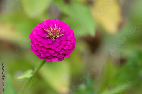 zinnia flower growing in garden