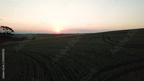 Wallpaper Mural Panoramic aerial shot of huge cultivated wheat crop field at dusk in Overberg, South Africa Torontodigital.ca