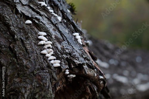 The bark of the tree and the white mycelium or moss covering the bark. Natural background and texture. 