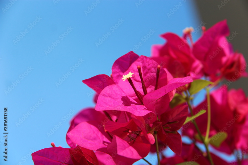 Micro photo of a flower Micro photo of a flower