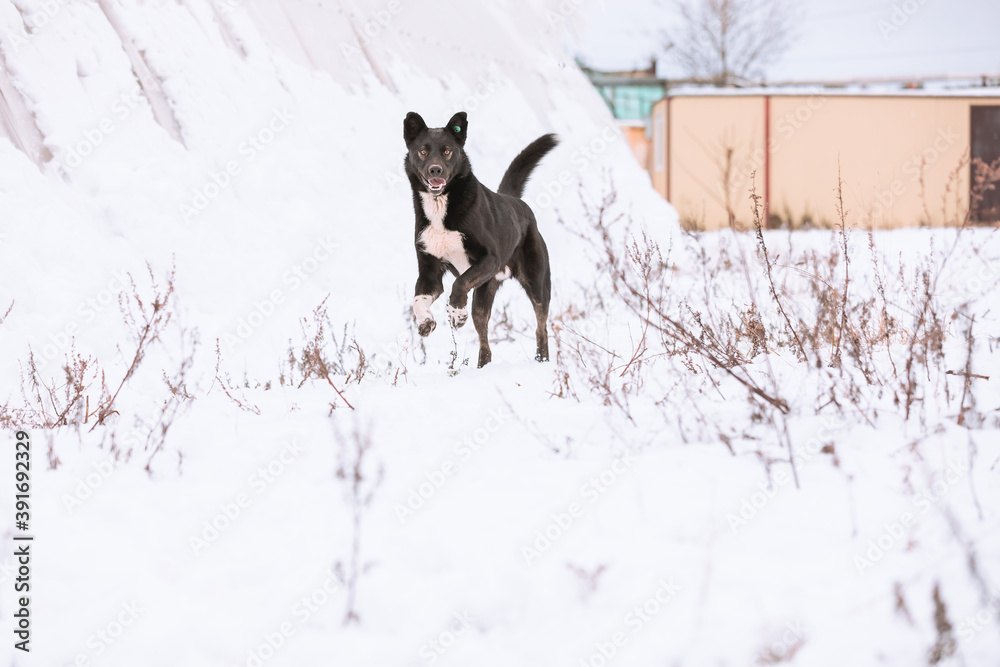 A large mixed-breed Sheepdog is jumping on a winter backdrop. Copy space. Country life.