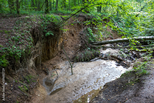 Valokuvatapetti Erosion of sandy soil in the forest, formation of a new ravine