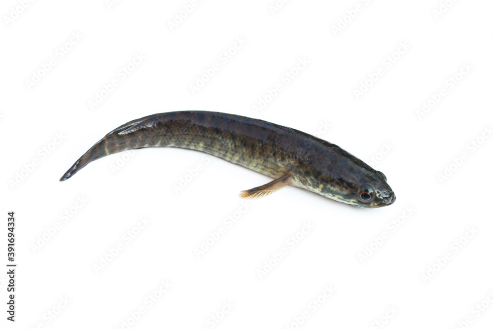 Channa striata on white background. Channa striata on white background.