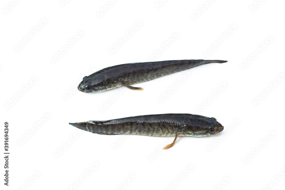 Channa striata on white background. Channa striata on white background.