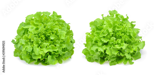 Green oak lettuce isolated on white background.