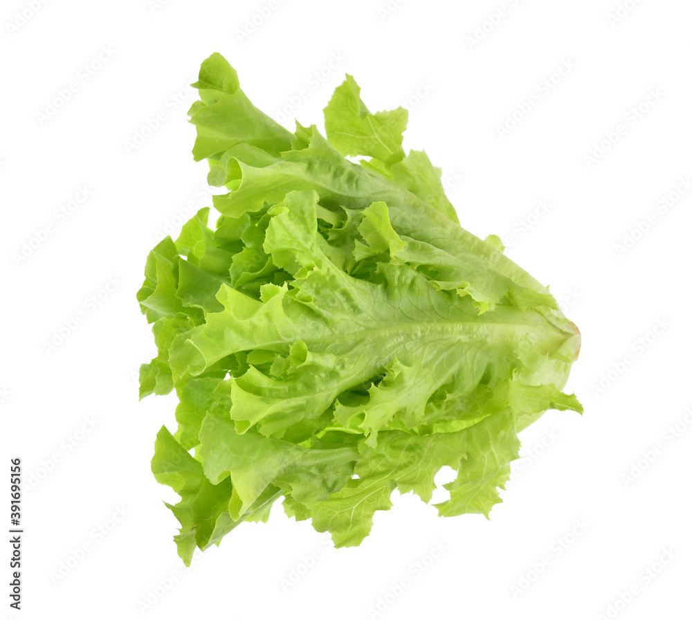 Green oak lettuce isolated on white background. Green oak lettuce isolated on white background.
