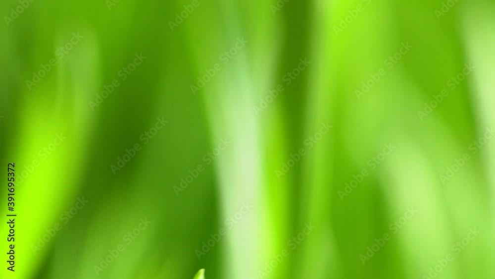 Fresh green grass with dew drops clips, dew drops on green grass footage, rain drops on green grass video. Сloseup rotation