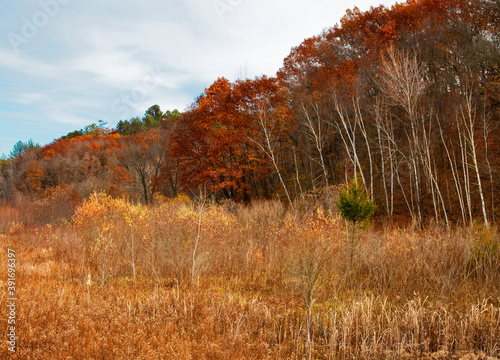 480-53 Governor Dodge State Park Fall Forest