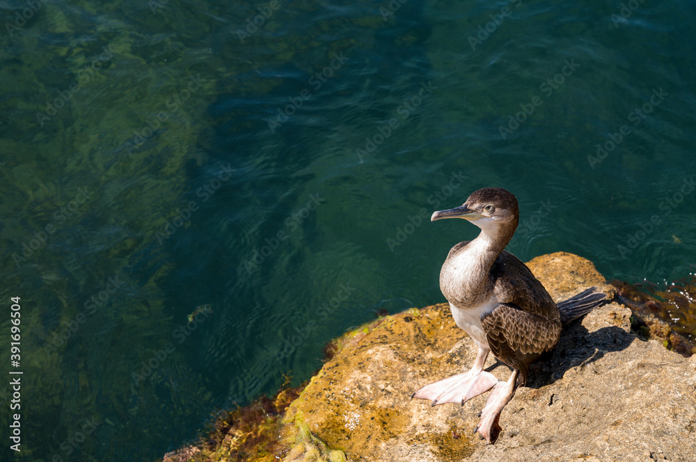 a cormorant bird with its wings spread stands on a rock by the sea