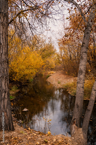 Golden colors in the trees in late autumn along a lazy stream in Idaho.