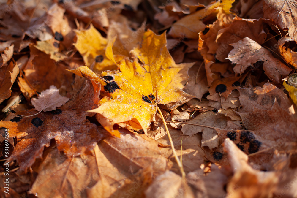 large horizontal photo. nature. autumn day. nature Park. gold autumn. many yellow leaves on the ground. fallen leaves. diseased trees. Maple leaf disease. black spot on a large yellow leaf.