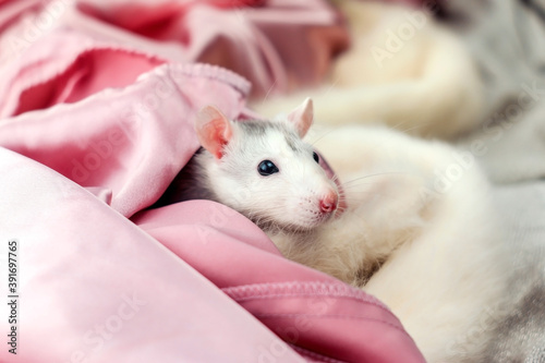 One small cute decorative pet rat among the fabrics. Animal cute pet on a soft blanket on a white background.