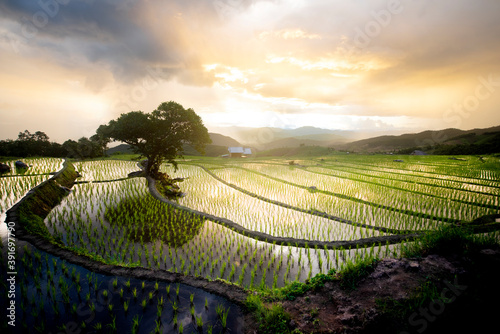 Fototapeta Naklejka Na Ścianę i Meble -  Rice terraces in northern Thailand.Happiness amid beautiful nature.