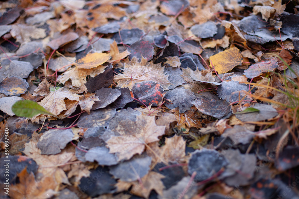large horizontal photo. nature. autumn day. nature Park. gold autumn. morning frost on the grass and leaves. many yellow and burgundy leaves on the ground. fallen leaves.