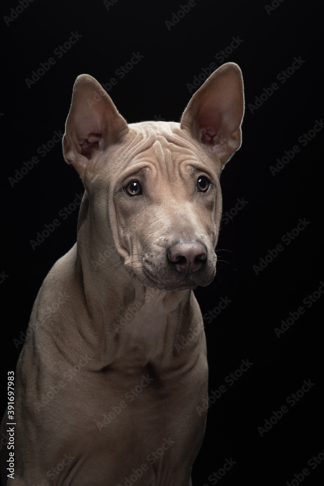 nice dog on a black background. portrait Thai ridgeback in studio