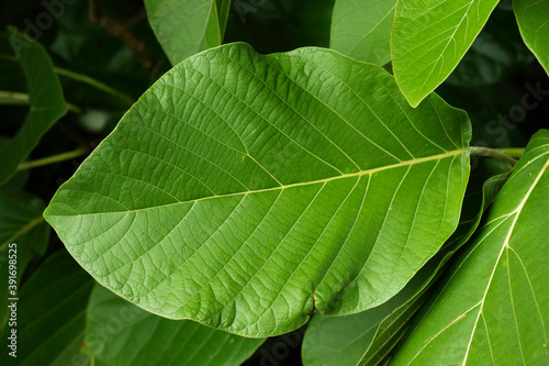 Tropical leaves, abstract green leaves texture,